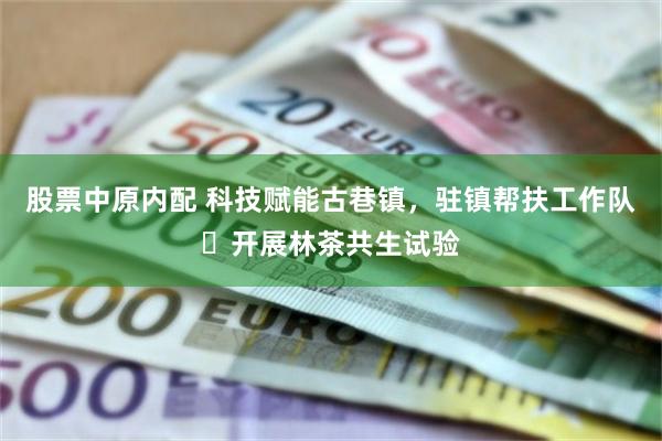 股票中原内配 科技赋能古巷镇，驻镇帮扶工作队​开展林茶共生试验
