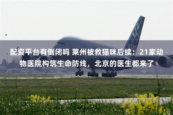 配资平台有倒闭吗 莱州被救猫咪后续：21家动物医院构筑生命防线，北京的医生都来了
